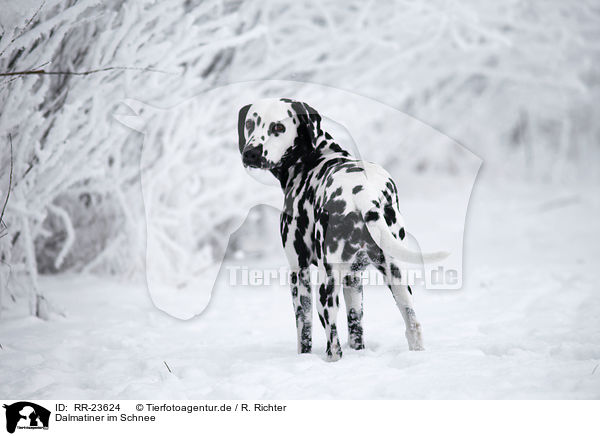 Dalmatiner im Schnee / Dalmatian in the snow / RR-23624