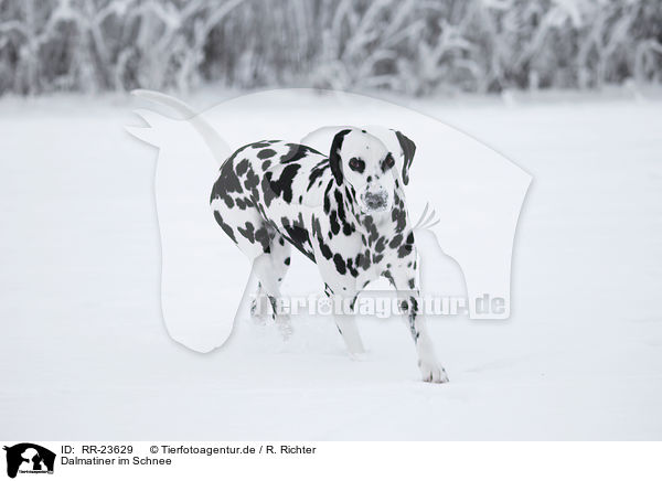 Dalmatiner im Schnee / Dalmatian in the snow / RR-23629