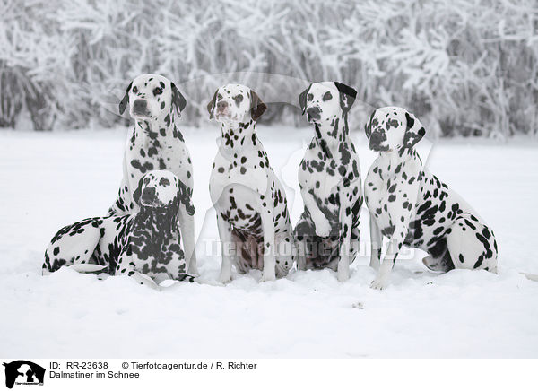 Dalmatiner im Schnee / Dalmatian in the snow / RR-23638