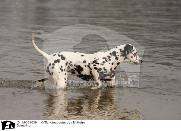 Dalmatiner / Dalmatian / MK-01036