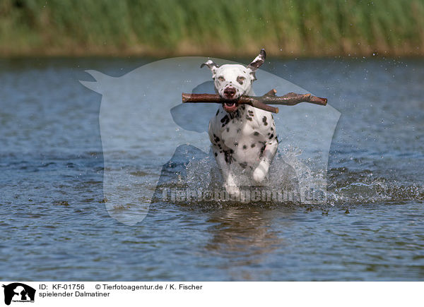spielender Dalmatiner / playing Dalmatian / KF-01756