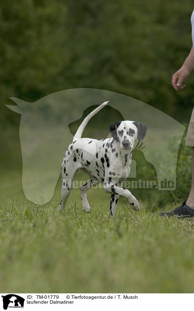 laufender Dalmatiner / walking Dalmatian / TM-01779