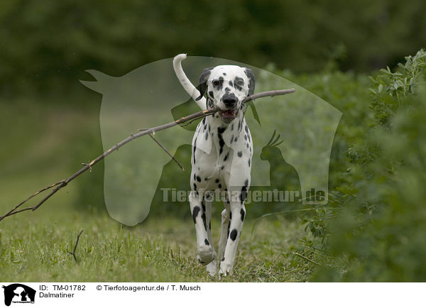 Dalmatiner / Dalmatian / TM-01782