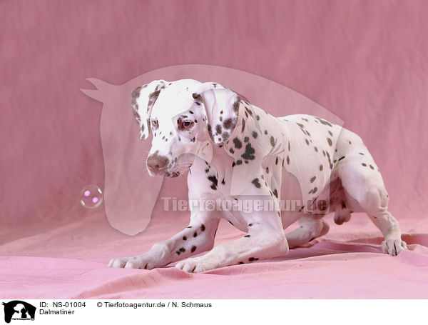 Dalmatiner / Dalmatian / NS-01004