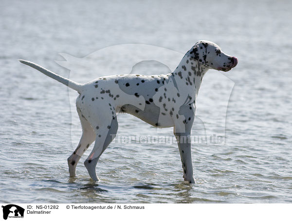 Dalmatiner / Dalmatian / NS-01282