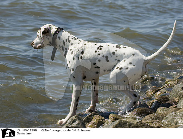 Dalmatiner / Dalmatian / NS-01298
