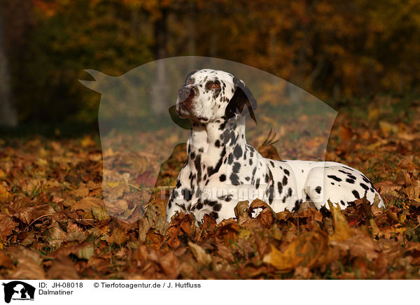 Dalmatiner / Dalmatian / JH-08018