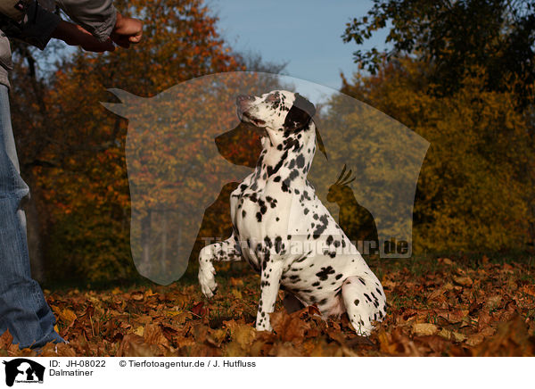 Dalmatiner / Dalmatian / JH-08022