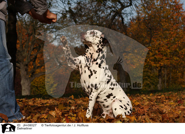 Dalmatiner / Dalmatian / JH-08027