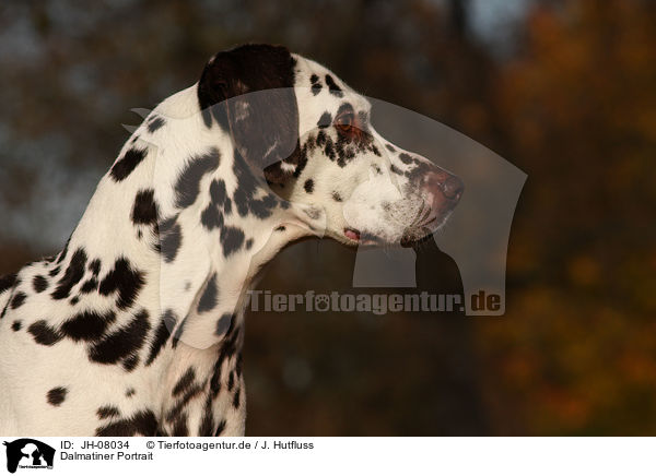 Dalmatiner Portrait / Dalmatian Portrait / JH-08034