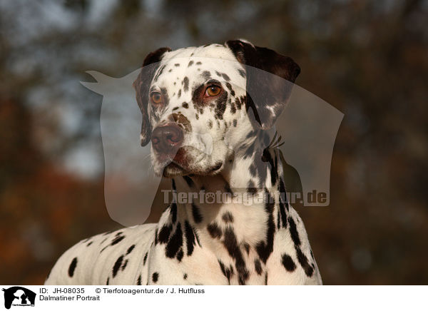 Dalmatiner Portrait / Dalmatian Portrait / JH-08035
