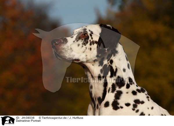Dalmatiner Portrait / Dalmatian Portrait / JH-08038