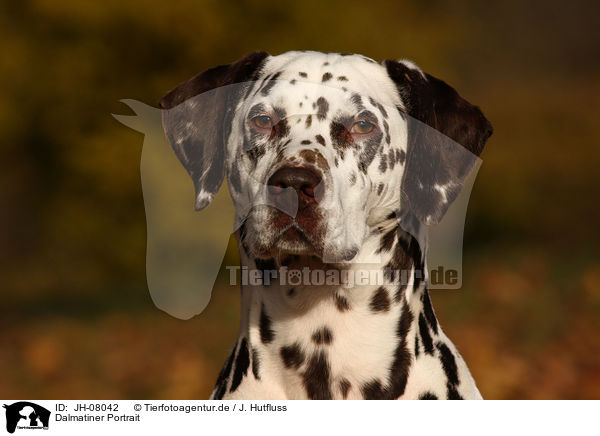 Dalmatiner Portrait / Dalmatian Portrait / JH-08042
