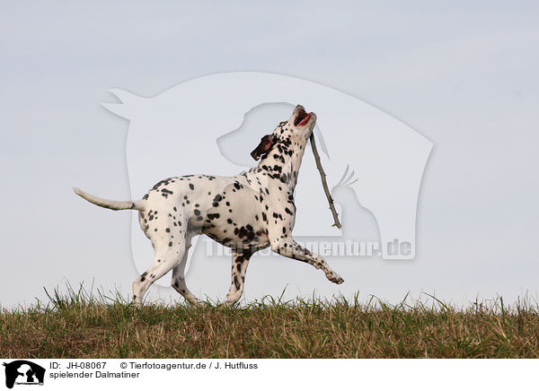 spielender Dalmatiner / playing Dalmatian / JH-08067