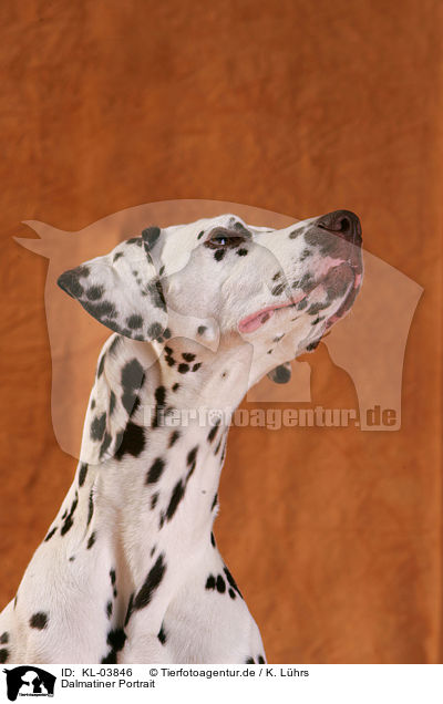 Dalmatiner Portrait / Dalmatian Portrait / KL-03846