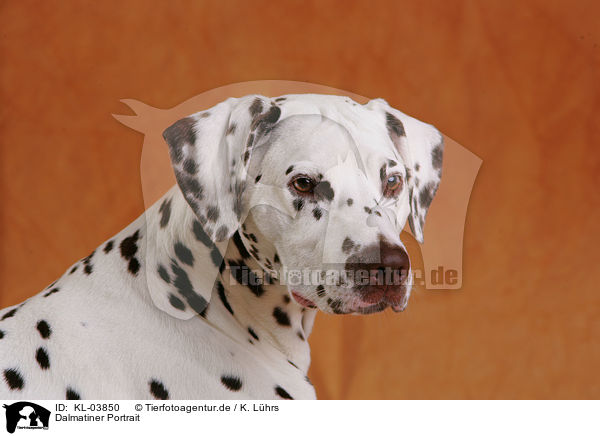 Dalmatiner Portrait / Dalmatian Portrait / KL-03850