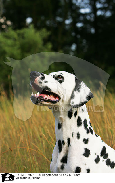 Dalmatiner Portrait / Dalmatian Portrait / KL-03934