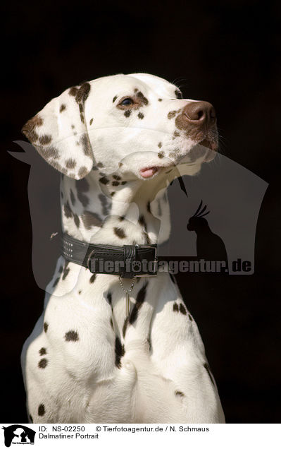 Dalmatiner Portrait / Dalmatian Portrait / NS-02250