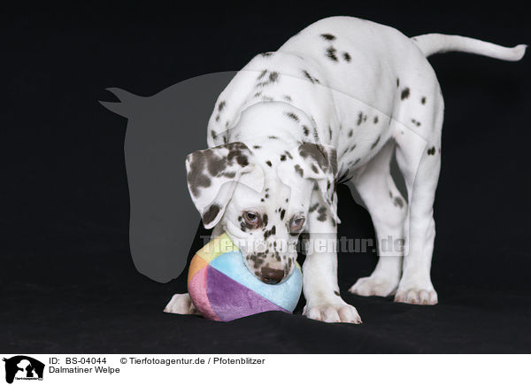 Dalmatiner Welpe / Dalmatian Puppy / BS-04044