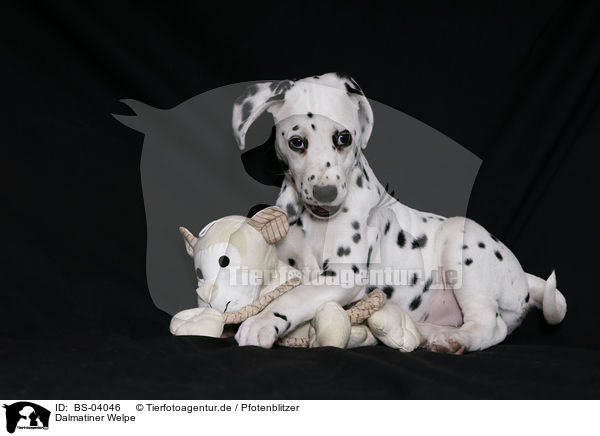 Dalmatiner Welpe / Dalmatian Puppy / BS-04046