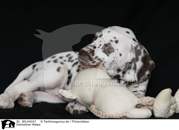 Dalmatiner Welpe / Dalmatian Puppy / BS-04047