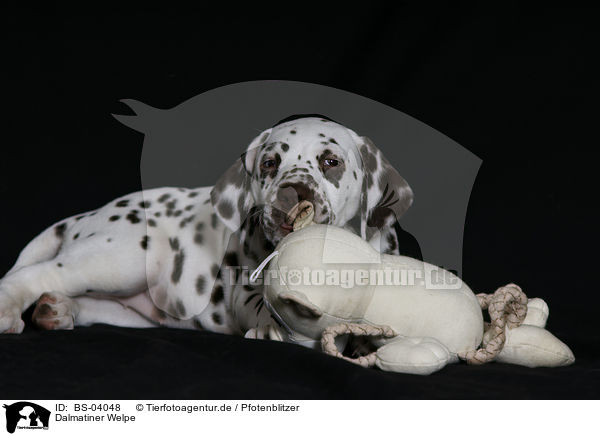 Dalmatiner Welpe / Dalmatian Puppy / BS-04048