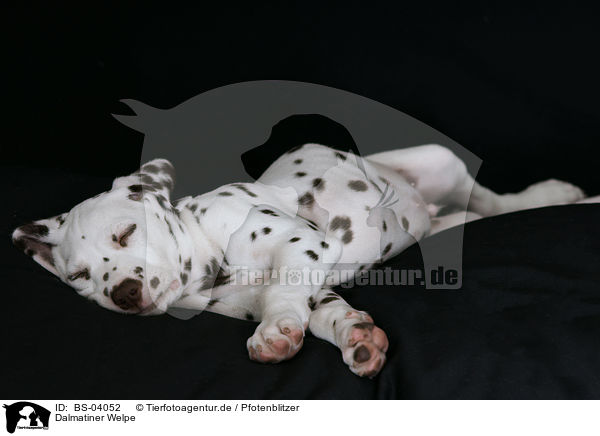 Dalmatiner Welpe / Dalmatian Puppy / BS-04052