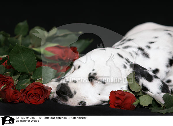 Dalmatiner Welpe / Dalmatian Puppy / BS-04056