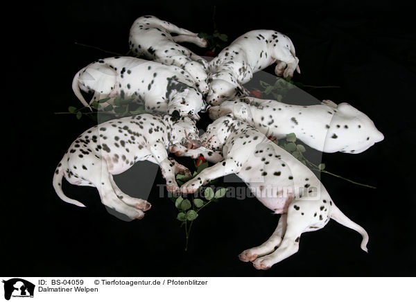 Dalmatiner Welpen / Dalmatian Puppies / BS-04059