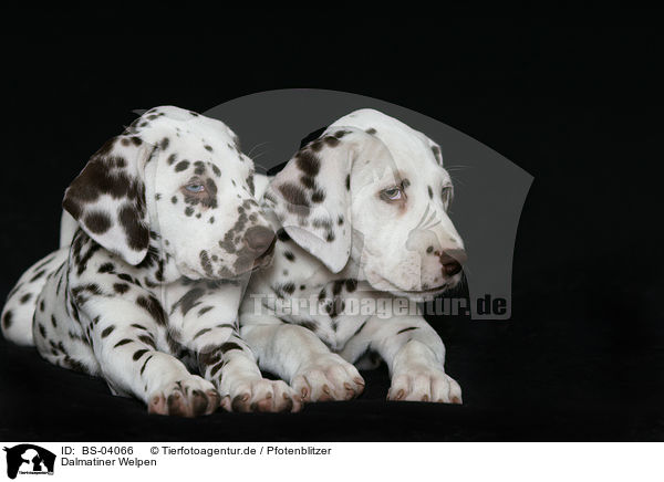 Dalmatiner Welpen / Dalmatian Puppies / BS-04066