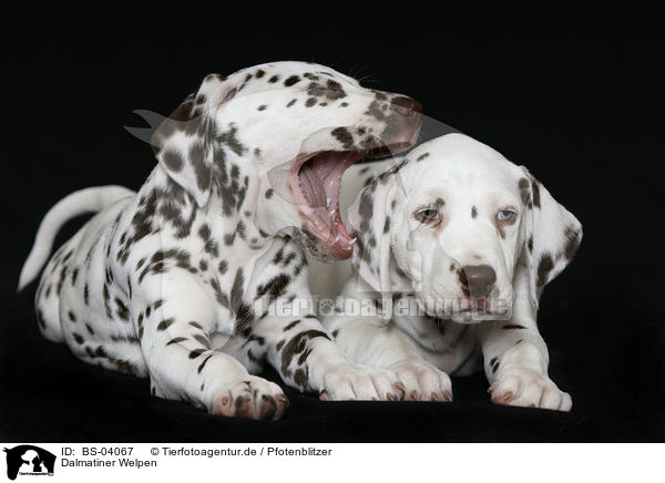Dalmatiner Welpen / Dalmatian Puppies / BS-04067