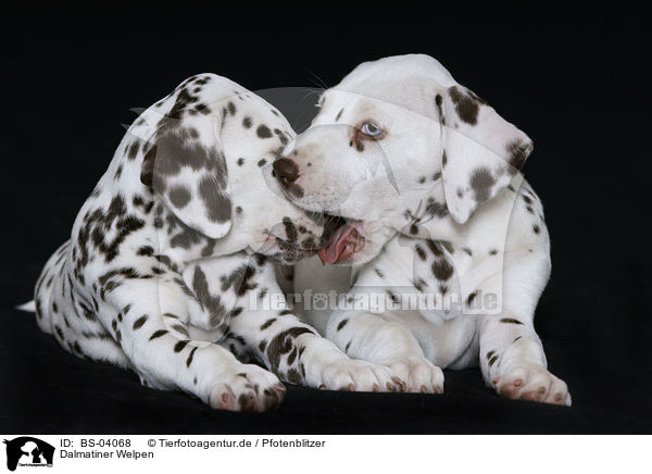 Dalmatiner Welpen / Dalmatian Puppies / BS-04068