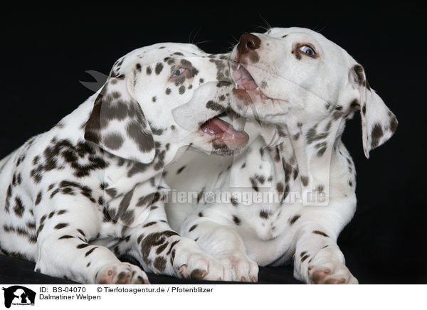 Dalmatiner Welpen / Dalmatian Puppies / BS-04070