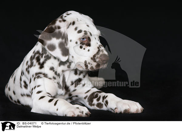Dalmatiner Welpe / Dalmatian Puppy / BS-04071