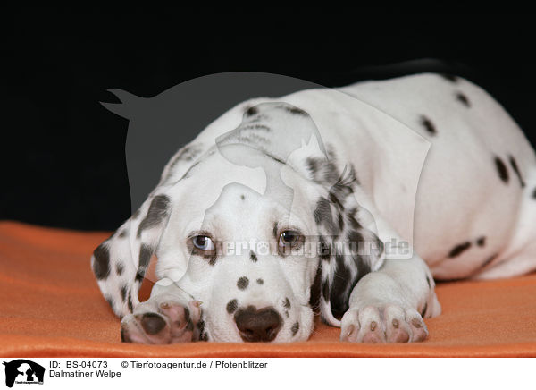 Dalmatiner Welpe / Dalmatian Puppy / BS-04073
