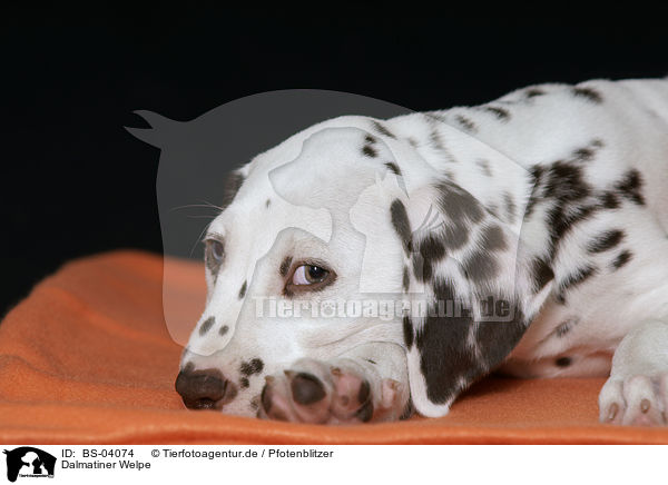Dalmatiner Welpe / Dalmatian Puppy / BS-04074