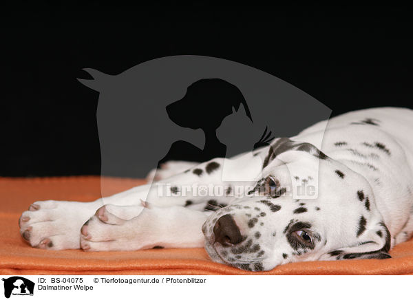 Dalmatiner Welpe / Dalmatian Puppy / BS-04075
