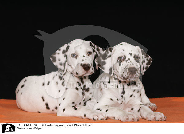 Dalmatiner Welpen / Dalmatian Puppies / BS-04076