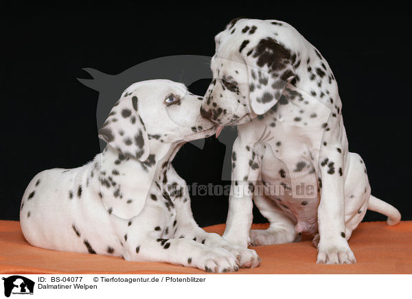 Dalmatiner Welpen / Dalmatian Puppies / BS-04077