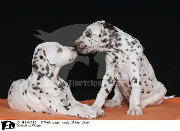 Dalmatiner Welpen / Dalmatian Puppies / BS-04079