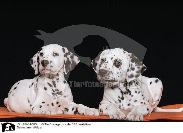 Dalmatiner Welpen / Dalmatian Puppies / BS-04083