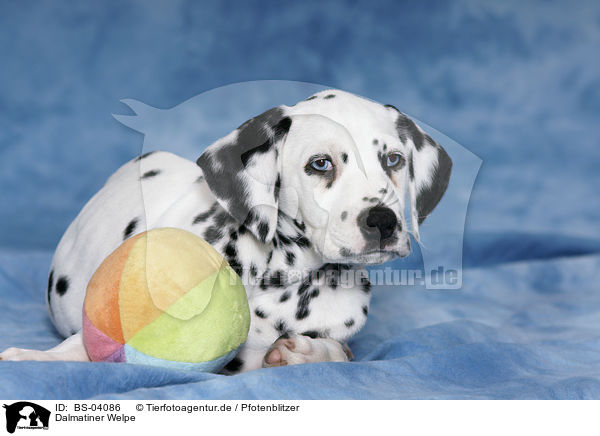 Dalmatiner Welpe / Dalmatian Puppy / BS-04086