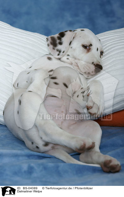 Dalmatiner Welpe / Dalmatian Puppy / BS-04089