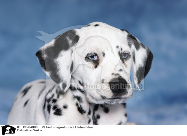 Dalmatiner Welpe / Dalmatian Puppy / BS-04090