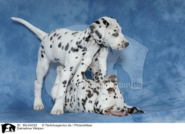 Dalmatiner Welpen / Dalmatian Puppies / BS-04092