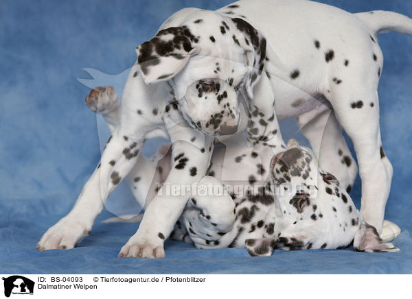 Dalmatiner Welpen / Dalmatian Puppies / BS-04093
