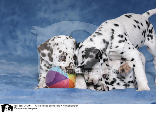 Dalmatiner Welpen / Dalmatian Puppies / BS-04094