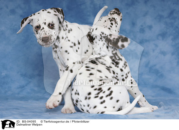 Dalmatiner Welpen / Dalmatian Puppies / BS-04095