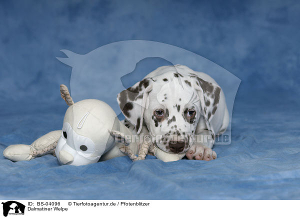 Dalmatiner Welpe / Dalmatian Puppy / BS-04096