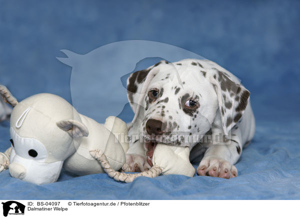 Dalmatiner Welpe / Dalmatian Puppy / BS-04097